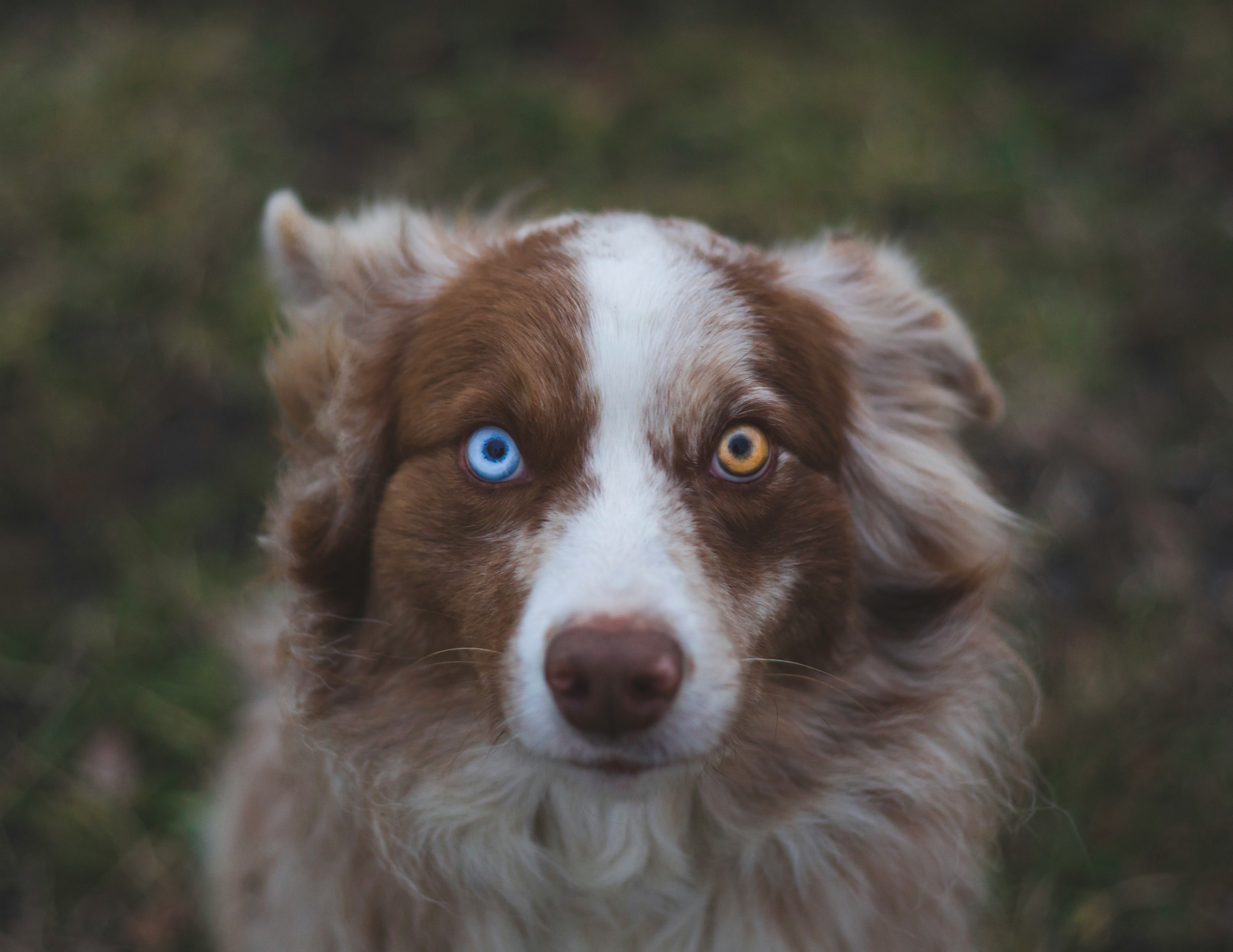 Australian Shepherd