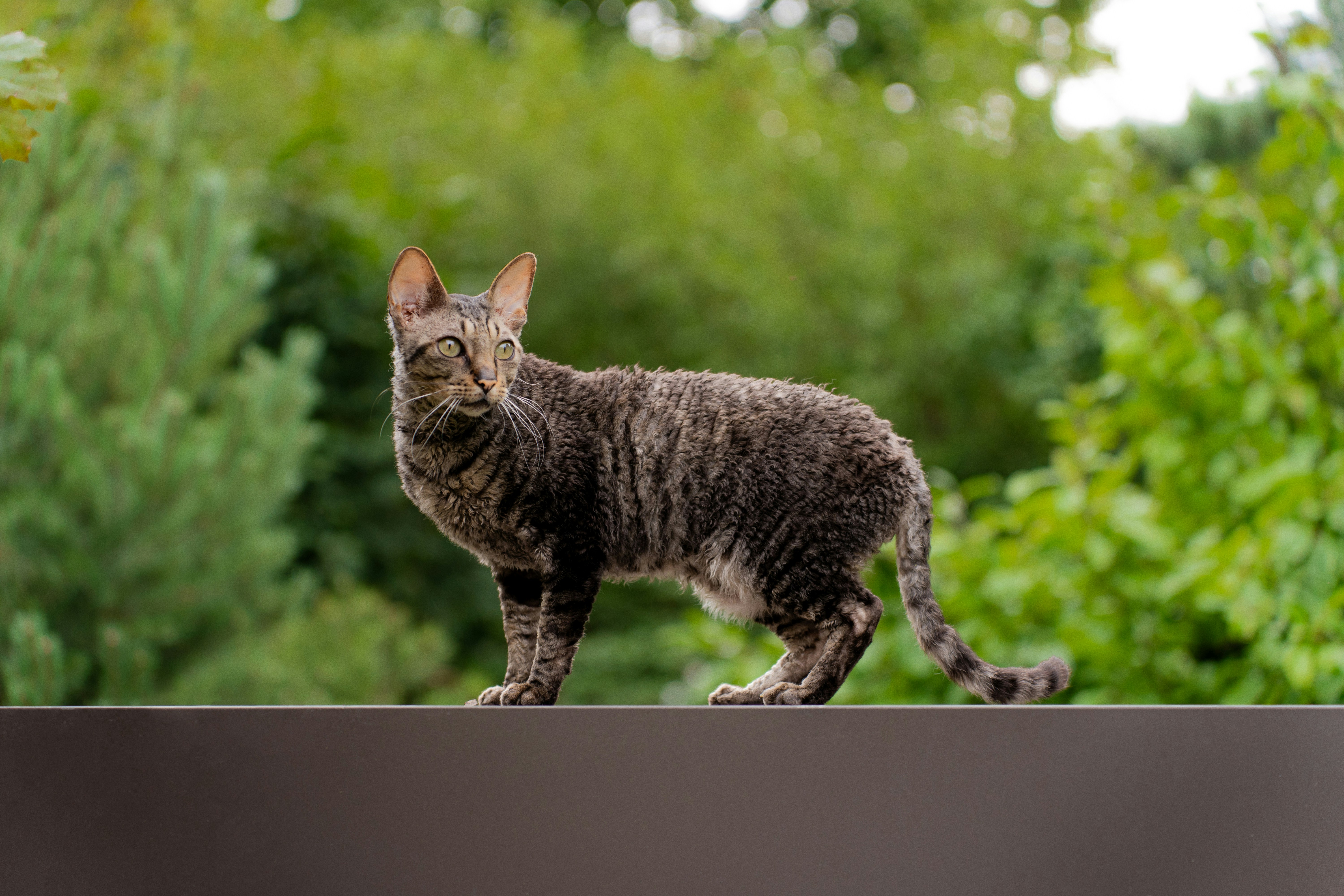 Cornish Rex