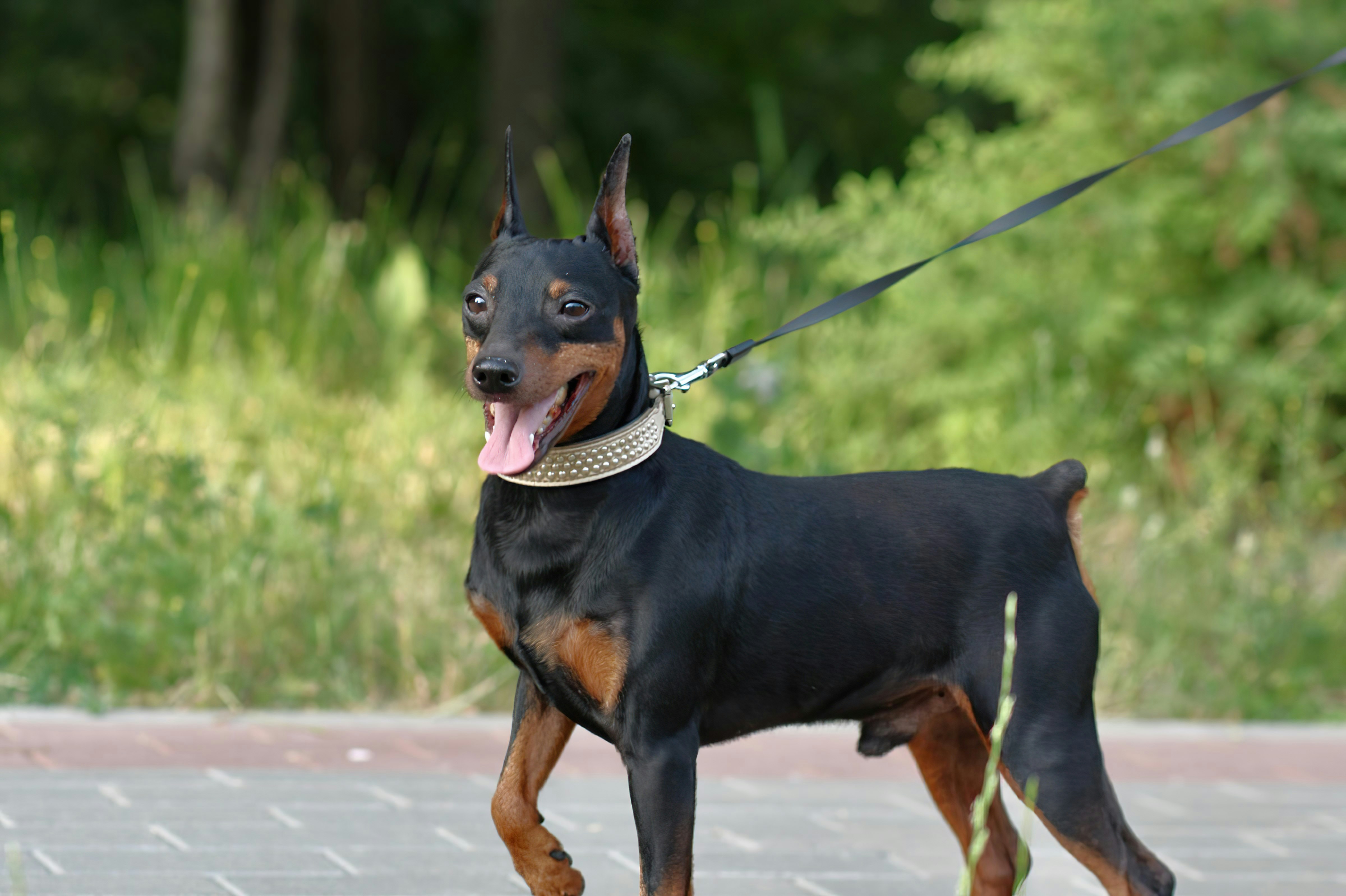 Doberman Pinscher