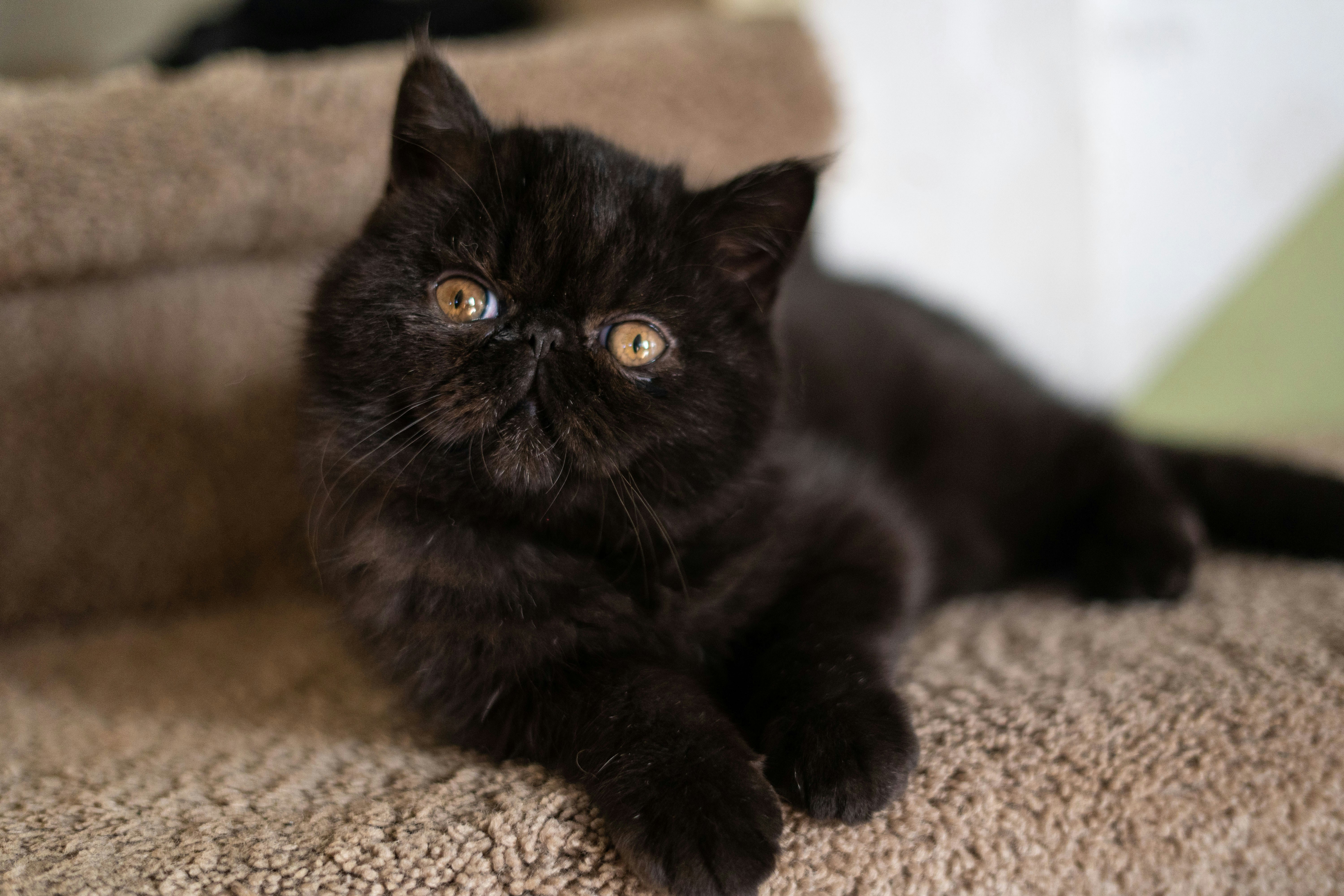 Exotic Shorthair