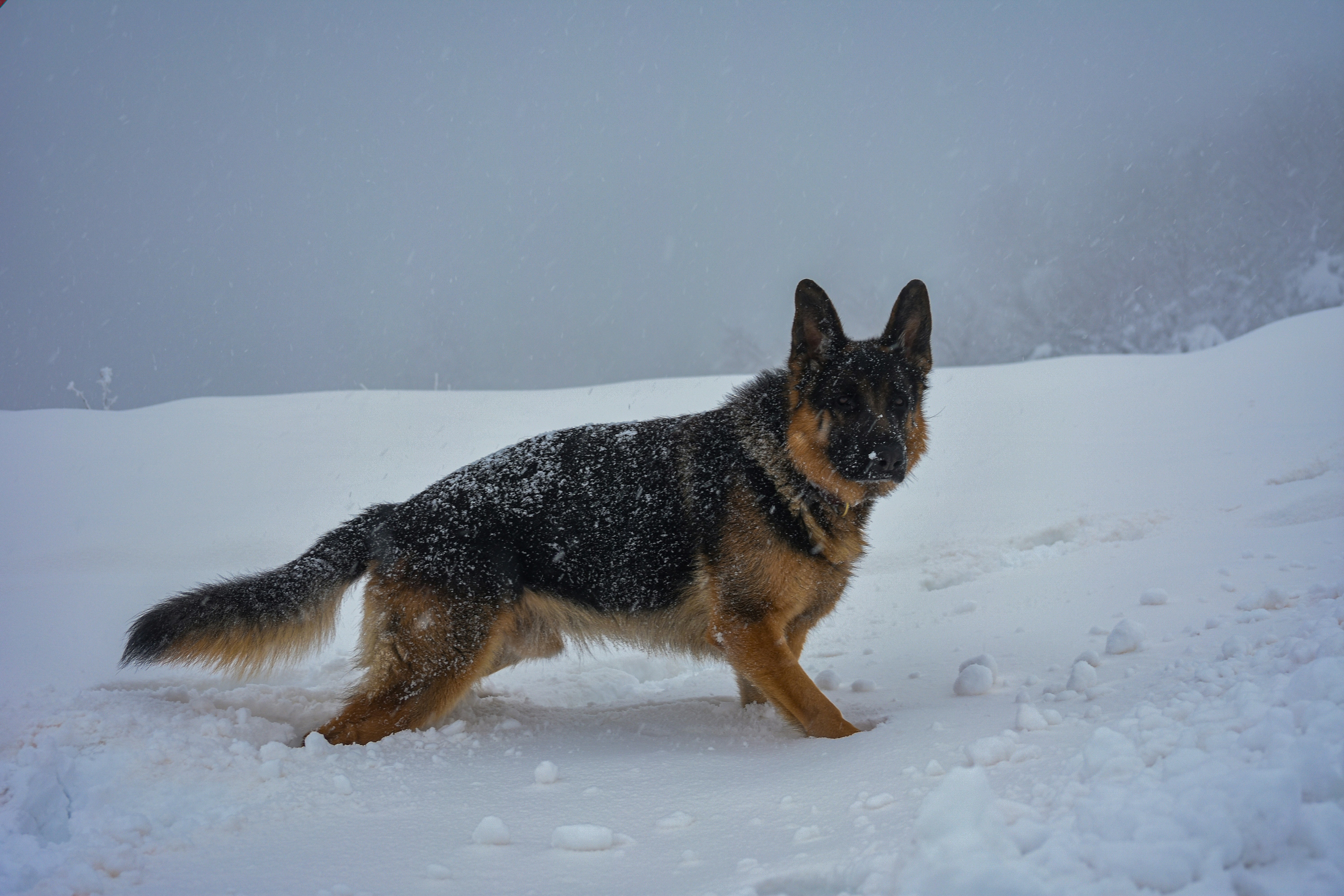 German Shepherd