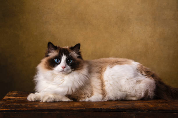 Ragdoll