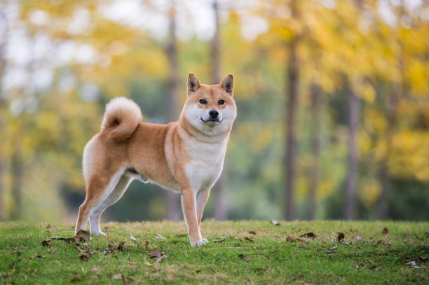 Shiba Inu