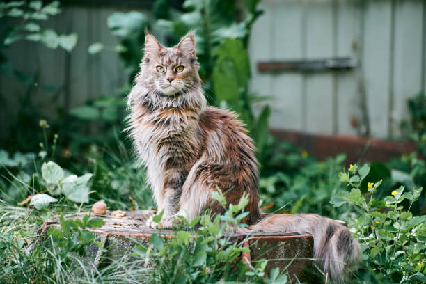 Maine Coon