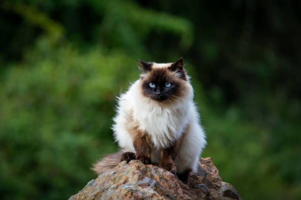 Himalayan