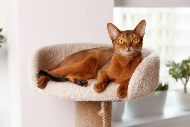 Abyssinian