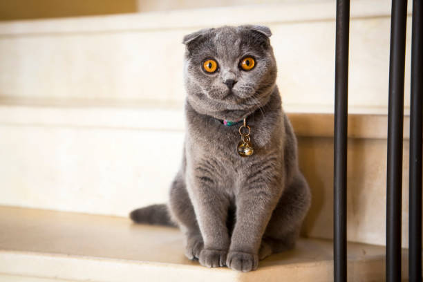 Scottish Fold