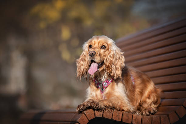 Cocker Spaniel