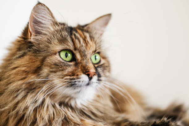 Maine Coon