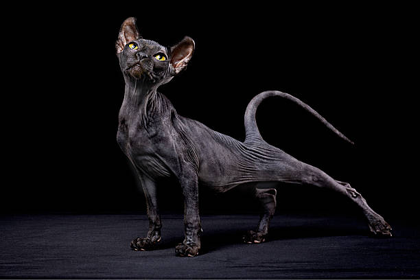 Sphynx