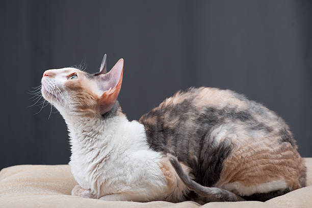 Cornish Rex