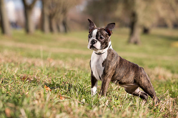 Boston Terrier