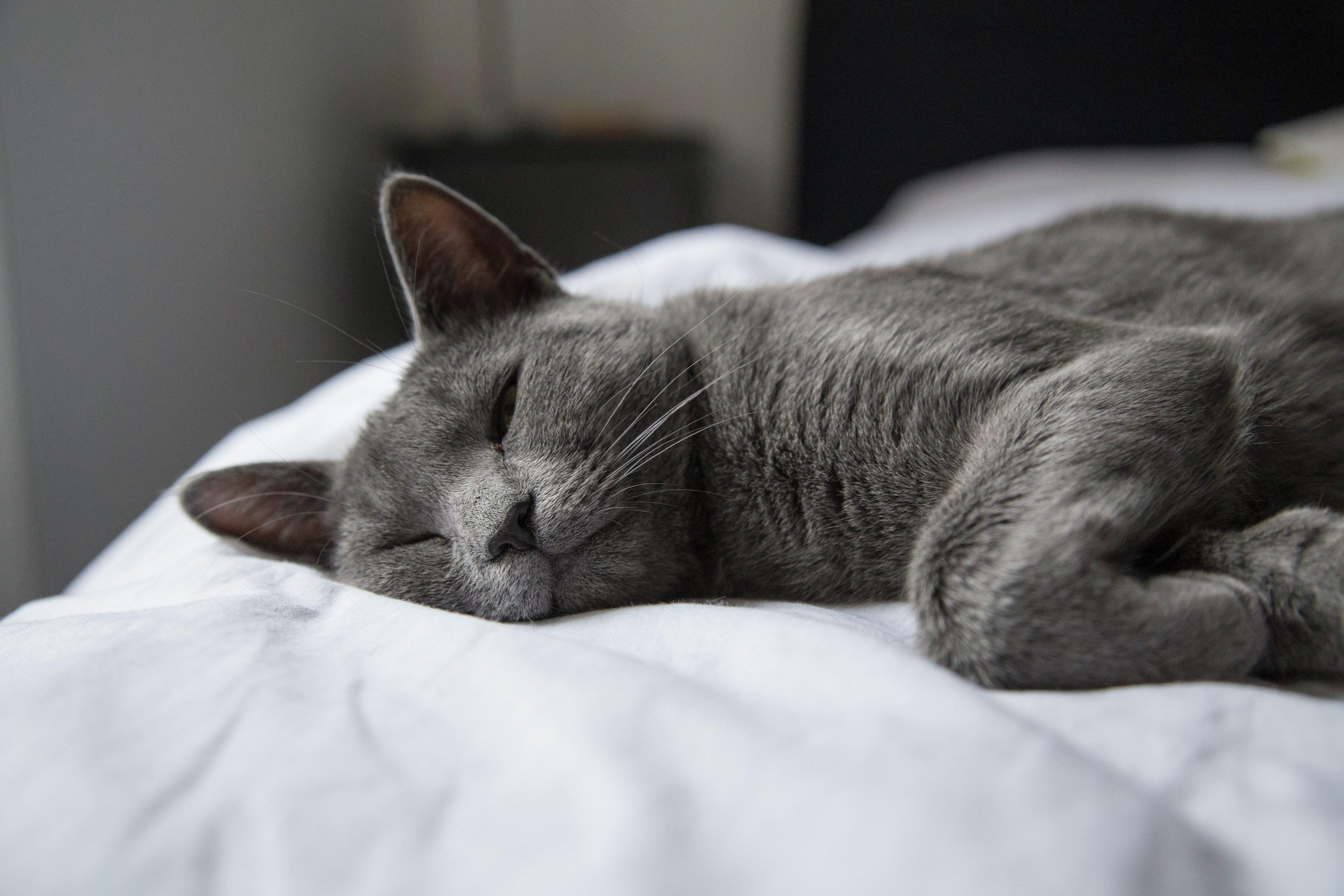 Russian Blue