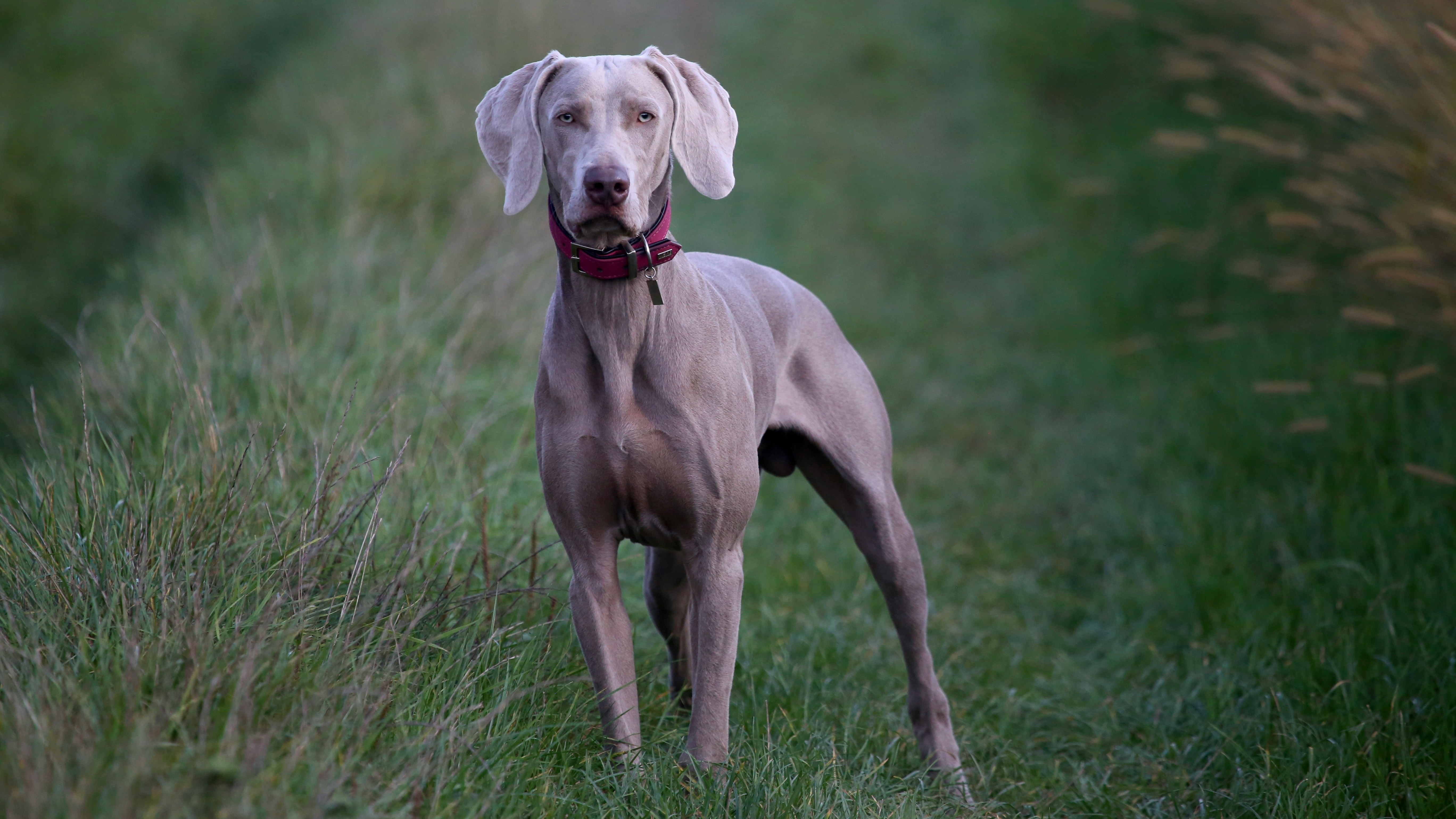 Great Dane