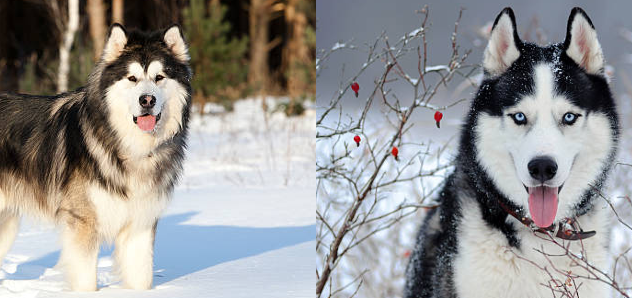 Malamute And Husky