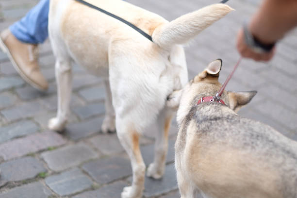 Dog's nose near another dog's tail