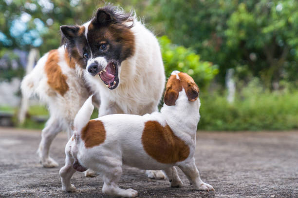 Two angry dogs