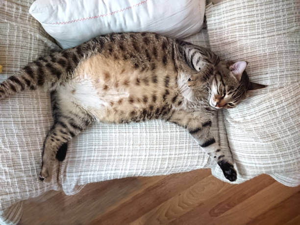 A pregnant cat lying comfortably