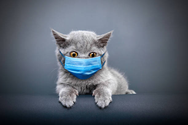 Cat wearing med mask