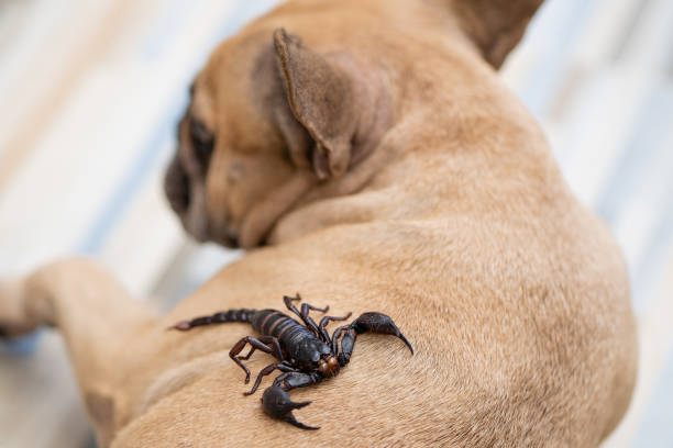 Dog and scorpion