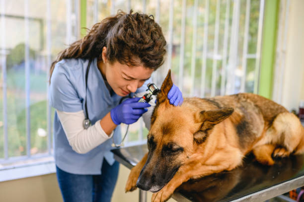 A veterinarian examining a dog's ear using an otoscope