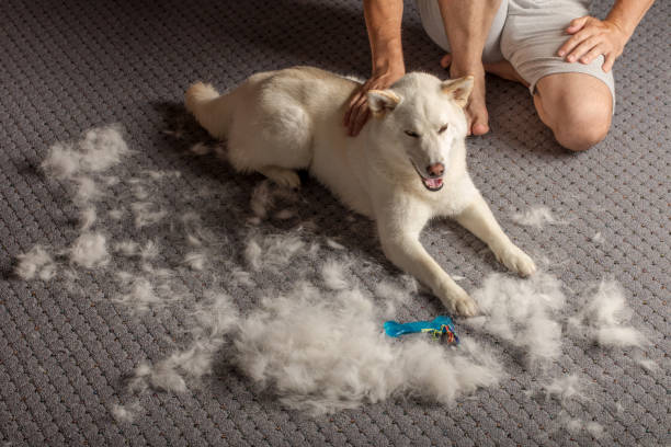 A groomer carefully trimming a single-coated dog's fur