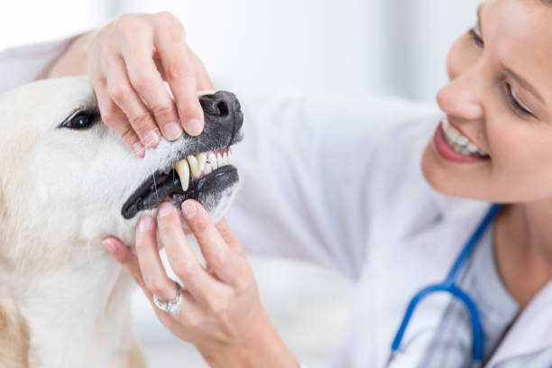 A veterinarian gently examining a dog's mouth