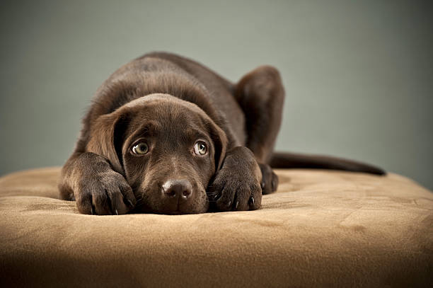Sad dog