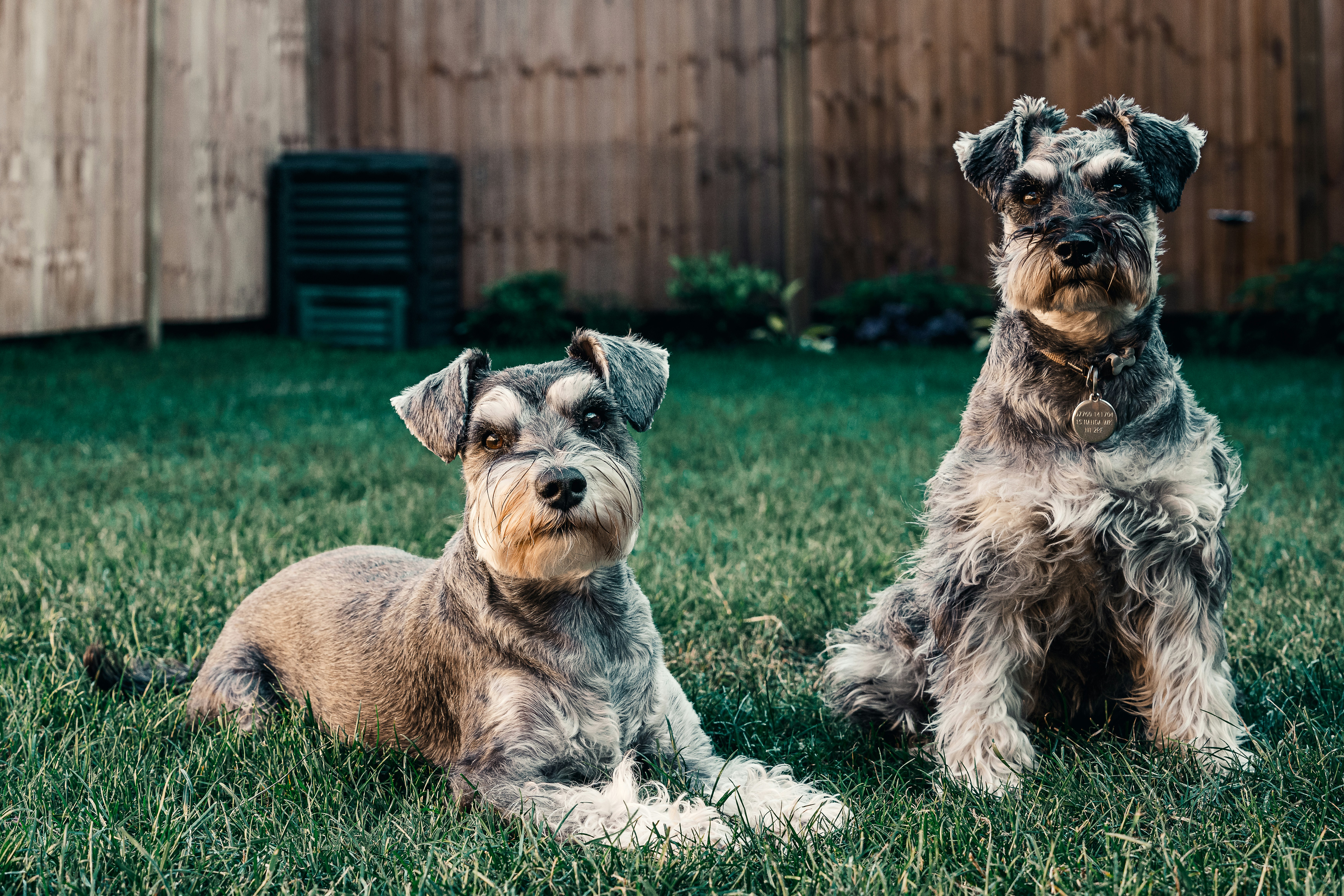 Miniature Schnauzer