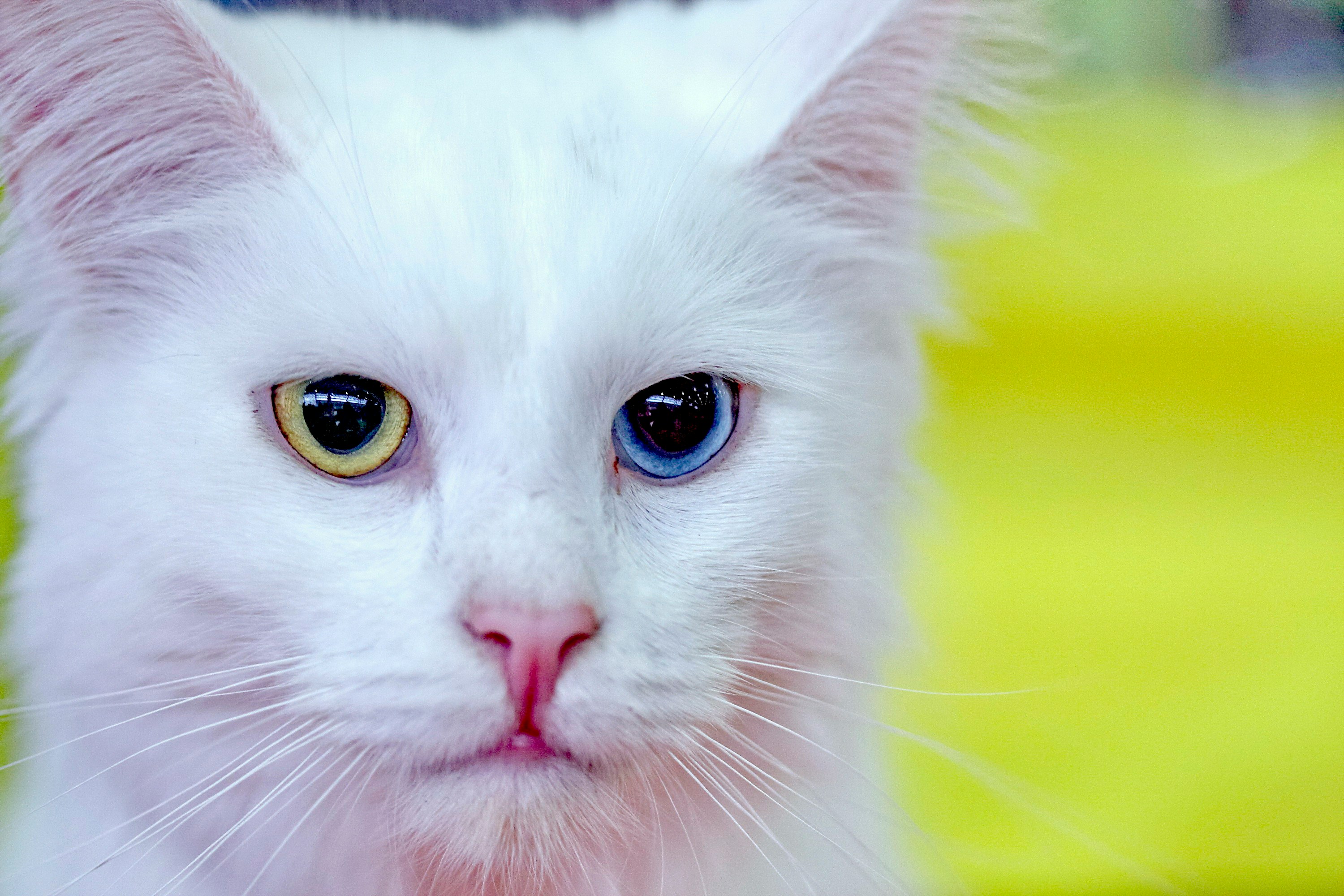 Turkish Angora