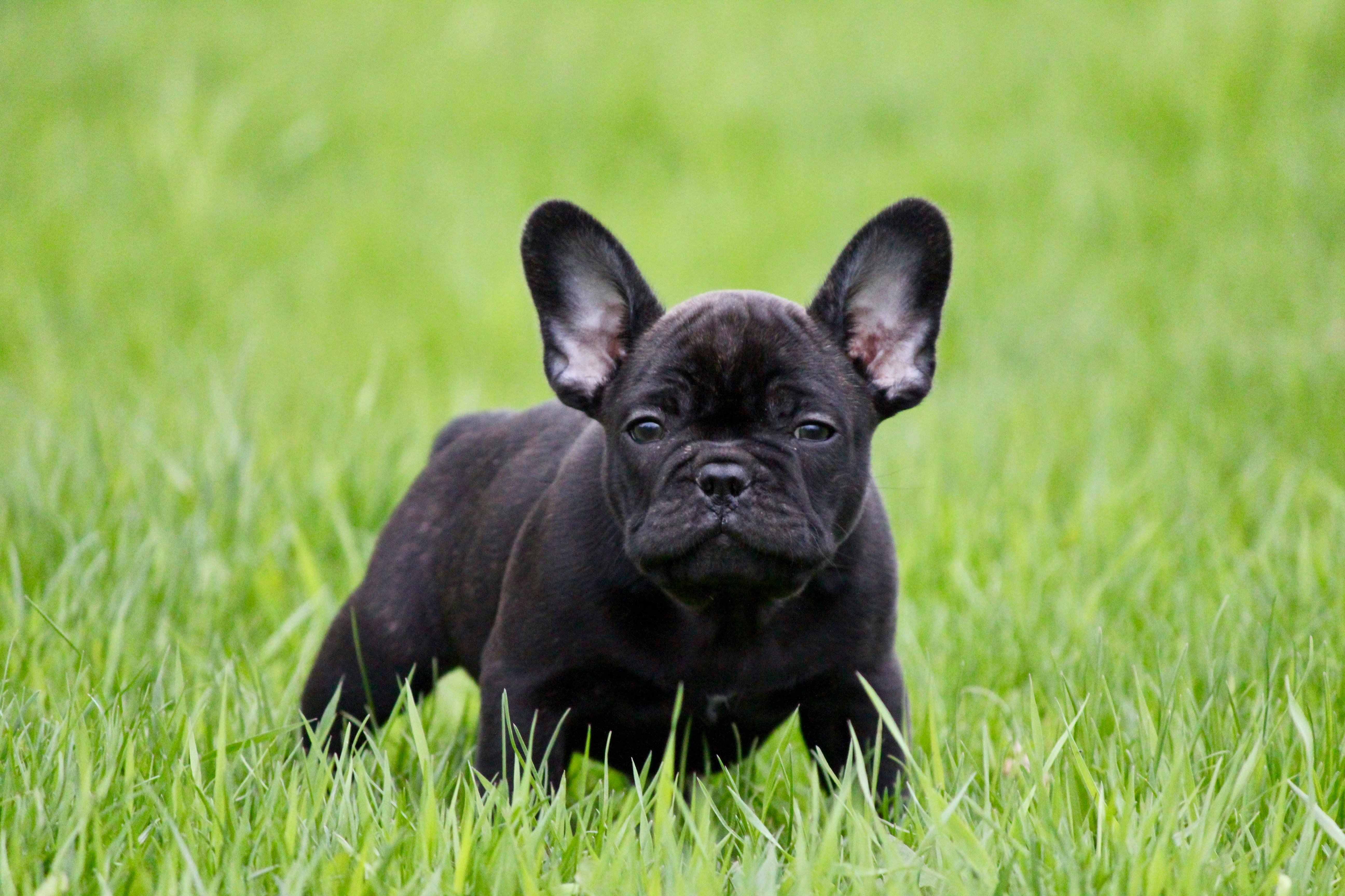 French Bulldog