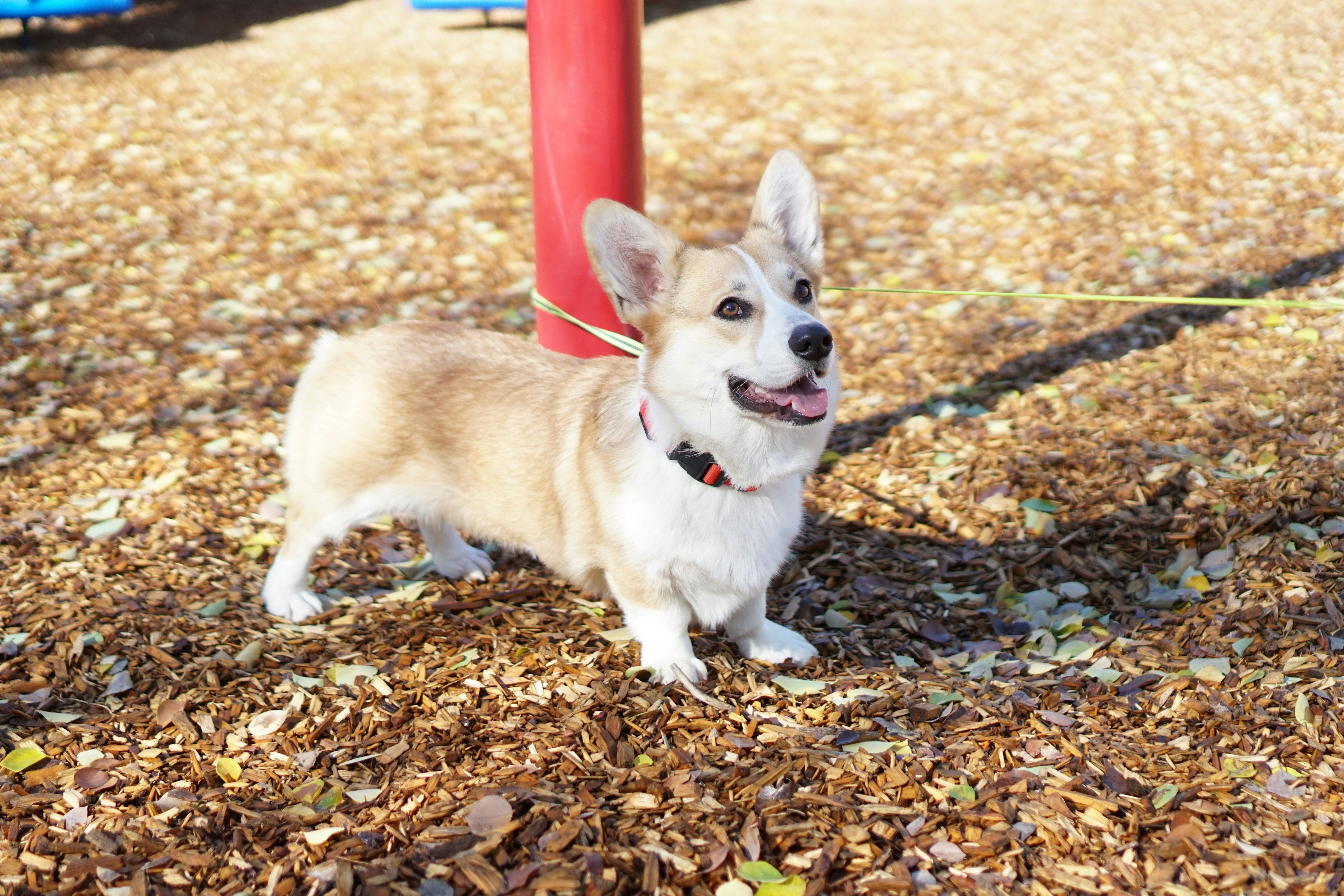 Pembroke Welsh Corgi